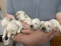Layla’s boy 1, a male English Cream Golden Retriever for sale in Weaverville, NC – 5 of 5