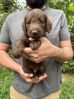 Frizzy’s Boy, a male Labradoodle for sale in Weaverville, NC – 3 of 4