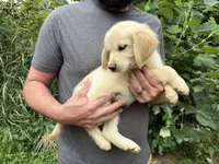 Elsa’s Boy, a male Golden Retriever and English Cream Golden Retriever for sale in Weaverville, NC – 3 of 4