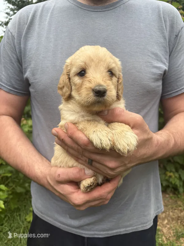 Maddie’s Girl – English Goldendoodle puppy for sale in Weaverville, NC