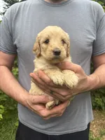 Maddie’s Girl, a female English Goldendoodle for sale in Weaverville, NC – 1 of 4