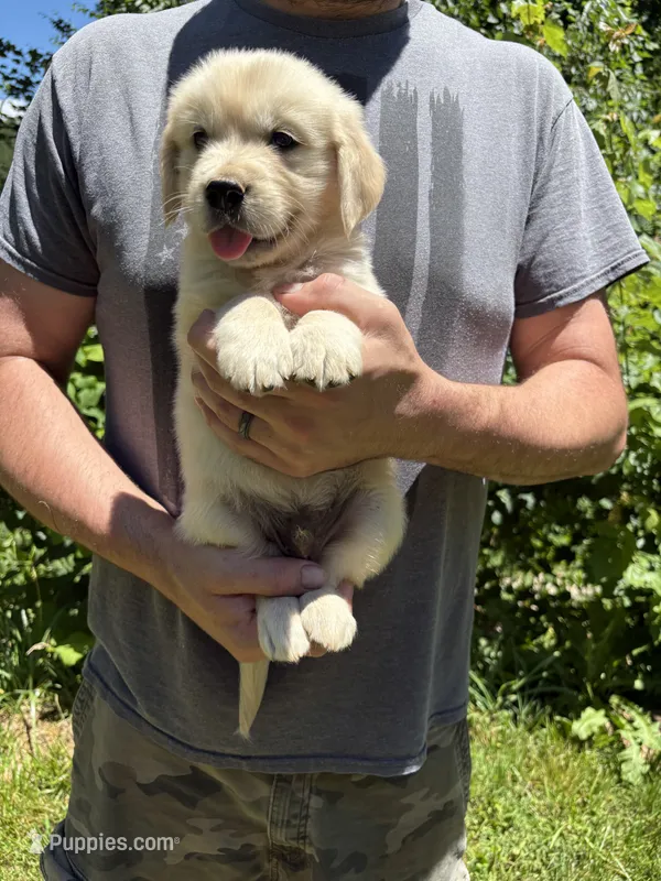 Layla’s girl – Golden Retriever puppy for sale in Weaverville, NC