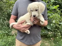 Elsa’s Girl, a female Golden Retriever and English Cream Golden Retriever for sale in Weaverville, NC – 2 of 3