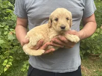 Maddie’s Girl, a female English Goldendoodle for sale in Weaverville, NC – 4 of 4