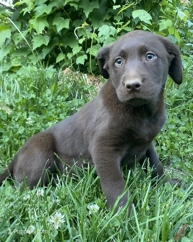 Jasmine’s Girl – Labrador Retriever puppy for sale in Weaverville, NC