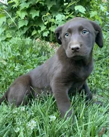 Jasmine’s Girl, a female Labrador Retriever for sale in Weaverville, NC – 1 of 3