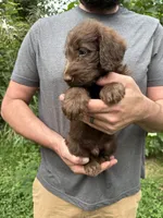 Frizzy’s Boy, a male Labradoodle for sale in Weaverville, NC – 2 of 4