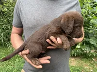 Frizzy’s Boy, a male Labradoodle for sale in Weaverville, NC – 4 of 4
