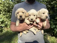 Lady’s AKC Boy, a male Golden Retriever for sale in Weaverville, NC – 3 of 5