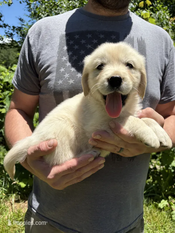 Layla’s boy 1 – English Cream Golden Retriever puppy for sale in Weaverville, NC