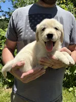 Layla’s boy 1, a male English Cream Golden Retriever for sale in Weaverville, NC – 1 of 8
