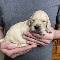 Maddie’s Boy, a male Goldendoodle for sale in Weaverville, NC – Photo 3 of 6
