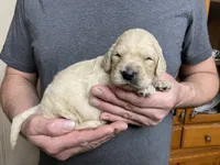 Maddie’s Boy, a male Goldendoodle for sale in Weaverville, NC – Photo 3 of 6