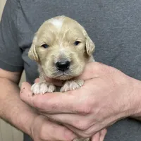 Maddie’s Boy, a male Goldendoodle for sale in Weaverville, NC – Photo 5 of 6