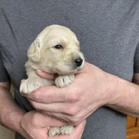 Maddie’s Boy, a male Goldendoodle for sale in Weaverville, NC – Photo 2 of 6
