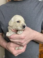 Maddie’s Boy, a male Goldendoodle for sale in Weaverville, NC – Photo 2 of 6