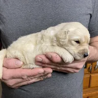 Maddie’s Boy, a male Goldendoodle for sale in Weaverville, NC – Photo 6 of 6