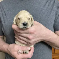 Maddie’s Boy, a male Goldendoodle for sale in Weaverville, NC – Photo 4 of 6