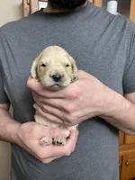 Maddie’s Boy, a male Goldendoodle for sale in Weaverville, NC – Photo 4 of 6