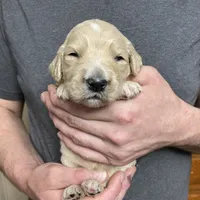 Maddie’s Boy, a male Goldendoodle for sale in Weaverville, NC – Photo 1 of 6