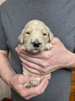 Maddie’s Boy, a male Goldendoodle for sale in Weaverville, NC – Photo 1 of 6