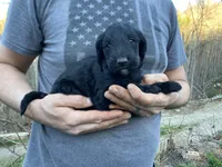 Frizzy’s girl 1, a female Goldendoodle for sale in Weaverville, NC – Photo 2 of 5