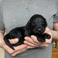 Frizzy’s girl 1, a female Goldendoodle for sale in Weaverville, NC – Photo 5 of 5