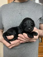 Frizzy’s girl 1, a female Goldendoodle for sale in Weaverville, NC – Photo 3 of 3