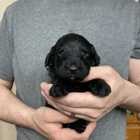 Frizzy’s girl 1, a female Goldendoodle for sale in Weaverville, NC – Photo 3 of 5
