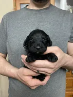 Frizzy’s girl 1, a female Goldendoodle for sale in Weaverville, NC – Photo 1 of 3