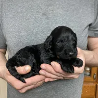 Frizzy’s girl 1, a female Goldendoodle for sale in Weaverville, NC – Photo 4 of 5