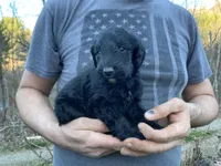 Frizzy’s girl 1, a female Goldendoodle for sale in Weaverville, NC – Photo 1 of 5