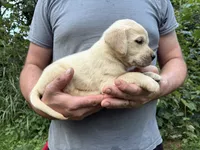 Kylie’s boy, a male Golden Retriever and Labrador Retriever for sale in Weaverville, NC – 2 of 3