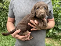 Frizzy’s Boy, a male Labradoodle for sale in Weaverville, NC – 1 of 4