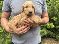 Maddie’s boy, a male Goldendoodle for sale in Weaverville, NC – 3 of 5