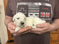 Layla’s girl, a female Golden Retriever for sale in Weaverville, NC – 2 of 4