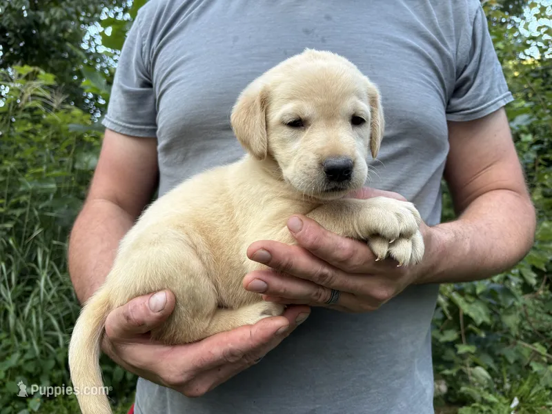 Kylie’s Girl – Golden Retriever, Labrador Retriever puppy for sale in Weaverville, NC