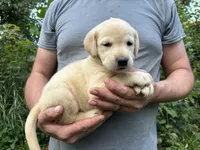Kylie’s Girl, a female Golden Retriever and Labrador Retriever for sale in Weaverville, NC – 1 of 3