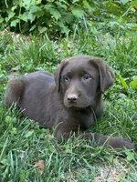 Jasmine’s Girl, a female Labrador Retriever for sale in Weaverville, NC – 2 of 3
