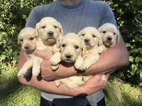 Lady’s AKC girl, a female Golden Retriever for sale in Weaverville, NC – 3 of 4