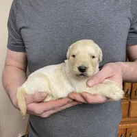 Elsa’s Boy, a male Golden Retriever for sale in Weaverville, NC – Photo 1 of 7