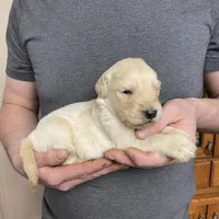 Elsa’s Boy, a male Golden Retriever for sale in Weaverville, NC – Photo 6 of 7