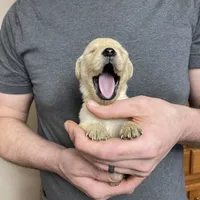 Elsa’s Boy, a male Golden Retriever for sale in Weaverville, NC – Photo 7 of 7