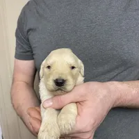 Elsa’s Boy, a male Golden Retriever for sale in Weaverville, NC – Photo 2 of 7