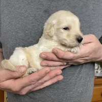 Frizzy’s boy 2, a male Goldendoodle for sale in Weaverville, NC – Photo 5 of 6