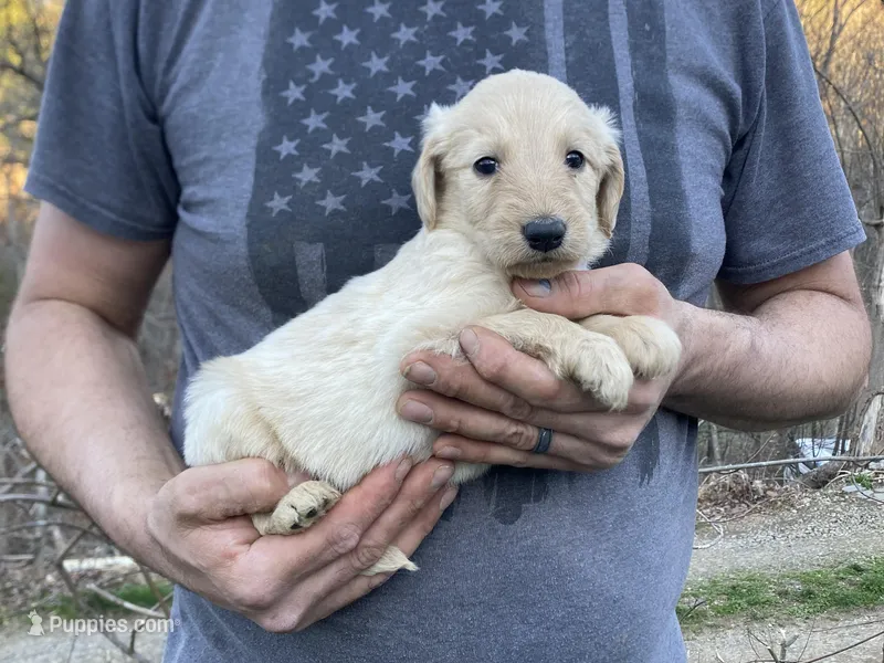 Frizzy’s boy 2 – Goldendoodle puppy for sale in Weaverville, NC