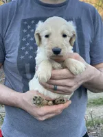 Frizzy’s boy 2, a male Goldendoodle for sale in Weaverville, NC – Photo 2 of 6