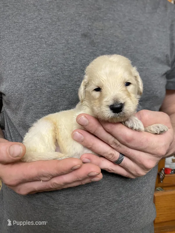 Frizzy’s boy 2, a male Goldendoodle for sale in Weaverville, NC – Photo 1 of 4