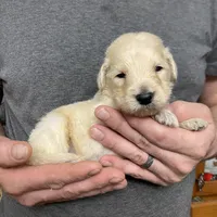 Frizzy’s boy 2, a male Goldendoodle for sale in Weaverville, NC – Photo 3 of 6