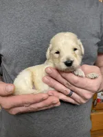 Frizzy’s boy 2, a male Goldendoodle for sale in Weaverville, NC – Photo 1 of 4